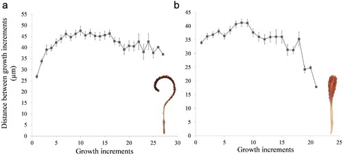Figure 6. Average (± SE) distance (µm) between successive growth increments. a, Anthoptilum grandiflorum; b, Pennatula aculeata.