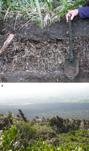 Figure 6. Photographs of treeline vegetation on the North Island of New Zealand. A, Tephra deposit (35 cm thick) near Dawson falls. B, Treeline vegetation near North Mount Taranaki/Egmont with emergent Libocedrus bidwillii. Photographs: Jackson Efford.