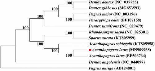 Figure 1. A phylogenetic tree was constructed based on the comparison of mitochondrial genome sequences of A. latus and other species. All the sequences were downloaded from NCBI GenBank.