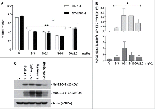 Figure 2. SGI-110 treatment induces hypomethylation and expression of NY-ESO-1 and MAGE-A3/6 in subcutaneous OVCAR3 xenografts treated using a daily x 5 schedule. SGI-110 at varying doses (3, 6.1,10 mg/kg) or DAC (2.5 mg/kg) was administered for 5 days, and tumors were harvested on day 7. (A) LINE-1 and NY-ESO-1 promoter methylation were determined by bisulfite pyrosequencing. (B) NY-ESO-1 and MAGE-A3/6 mRNA were quantified by RT-qPCR. C) NY-ESO-1 and MAGE-A protein expression were determined by western blotting. Data is representative of 3 animals/group. *P < 0.05 vs. vehicle; **P < 0.05 vs. DAC.