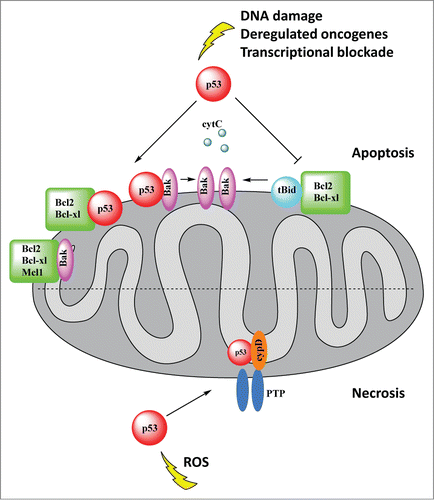 Figure 3. p53 mediates 2 programmed cell death pathways, apoptosis and necrosis, directly at the mitochondria. Top, Apoptosis: Upon arrival at the mitochondria, p53 physically interacts with antiapoptotic Bcl2 family members and proapoptotic Bak, facilitating Bak oligomerization. This in turn causes pore formation and permeabilization of the outer membrane and release of cytochrome c and other apoptogenic factors. The inhibitory interaction of p53 with BclxL/Bcl2 also liberates proapoptotic tBid from its inhibitory complex with BclxL/Bcl2. p53 interaction with Bak induces a conformational change in Bak, promoting Bak oligomerization and pore formation. Cytochrome c activates the caspase cascade and ultimately apoptosis. Bottom, Necrosis: In response to oxidative stress, p53 accumulates in the mitochondrial matrix and triggers opening of the mitochondrial permeability transition pore (mPTP) by physical interaction with its critical regulator cyclophilin D (CypD), which leads to necrosis.