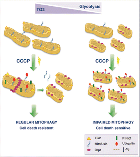 Figure 1. Involvement of transglutaminase 2 (TG2) in mitochondrial turnover and metabolism. TG2 and its transamidating activity are required for the proper degradation of dysfunctional mitochondria. Conversely, the accumulation of fragmented and depolarized mitochondria is correlated to the absence of TG2. In the absence of TG2, mitophagy induction by carbonyl cyanide m-chlorophenyl hydrazine (CCCP) leads to an impairment in the clearance of dysfunctional mitochondria as evidenced by the accumulation of mitochondrial proteins involved in the mitophagic process such as dynamin-related protein (Drp1) and PTEN induced putative kinase 1 (PINK1). As a consequence of the presence of undigested damaged mitochondria, cells lacking TG2 increase their rate of aerobic glycolysis and become more sensitive to cell death.