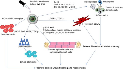 Figure 1 Proposed mechanism of AMEED role in promoting wound healing.