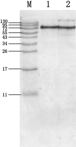Figure 2 SDS-PAGE patterns of prepared and commercial OVT (stained with Coomassie Brilliant Blue R250). Lane M: prestained marker; lane 1: prepared OVT; lane 2: commercial OVT (Sigma, purity >95%). The loading amount of each OVT sample was 3 μg.