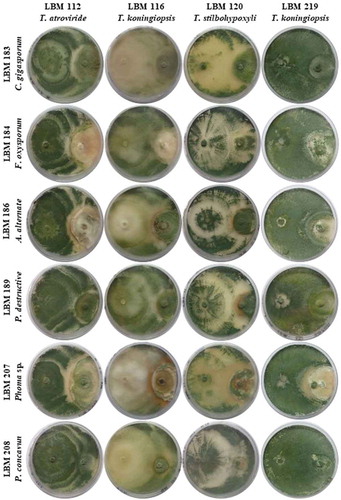 Figure 1. Photographs of PDA plates with Trichoderma and phytopathogenic strains after 10 days the assay started. Trichoderma strains were inoculated on the left side of the plate while phytopathogens were inoculated on the right side of the plate.