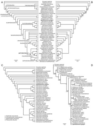 Figure 24. Consensus trees based on maximum parsimony (A–C) and Bayesian (D) analyses with Opisthiamimus gregori gen. et sp. nov. and Leptorhynchia taxon nov. shown in bold font. A, strict consensus of 24 most parsimonious trees (MPTs; 436 steps each, consistency index [CI] = 0.3991, retention index [RI] = 0.6421) with clade names at their respective nodes; B, Adams consensus of 24 MPTs (426 steps each, CI = 0.4085, RI = 0.6557) with Bremer (>1) and bootstrap (>50) support values provided above and below each node, respectively, that is supported as such (all nodes with these values also are recovered in the strict consensus in A; C, strict consensus of 24 MPTs following the iterPCR protocol demonstrating the alternative positions of the most phylogenetically unstable taxa; D, 50% majority rule consensus tree with posterior probabilities provided.