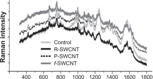 Figure 4 Surface-enhanced Raman spectra of control, raw, purified, and functionalized SWCNT blood samples at 24 hours after injection.Abbreviations: R, raw; P, purified; f, functionalized; SWCNT, single-walled carbon nanotubes.