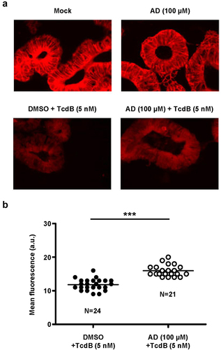 Figure 8. Effect of 24 h amiodarone preincubation of human ‘miniguts’ on Rac1 modification by TcdB. (a) human ‘miniguts’ were preincubated for 24 h with 100 µM amiodarone (AD) or with DMSO solvent, prior to the incubation with 5 nM TcdB for 3 h and followed by Rac1 immunostaining (Alexa Fluor® 633) and immunofluorescence microscopy with a 40× oil objective. In parallel samples, control cells, either untreated (mock) or pretreated for 24 h with AD (AD (100 µM)), were left without TcdB intoxication. Exemplary fluorescence microscopy images are shown that were obtained 3 h after TcdB intoxication. Scale bar represents 50 µm. (b) scatter dot plot shows the quantification of the mean fluorescence intensity (in arbitrary units, a.u.) of Rac1 signals from TcdB-intoxicated ‘miniguts’ that were either preincubated with DMSO (blacked filled dots) or with amiodarone (white filled dots) as described in (a). Each dot represents one image that was used for the quantification of the mean Rac1 signal intensity in the ‘miniguts’, with N representing the total amount of analyzed images per condition and the horizontal line representing the mean of all individual mean fluorescence intensities per image and condition. Asterisk indicates statistical significance between two groups with ***p < .001.