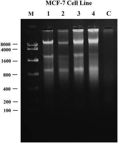 Figure 19. UV-Illumination images of fragmented DNA for MCF-7 cells treated with modified nanohesperidin loaded in PLGA- Polixamar 407. M: DNA marker with molecular weight ranged from 100 bp to 8000 bp; 1, 2, 3 and 4 (10, 20, 30, 40 µg mL−1, respectively); C: Control (non-treated cell).