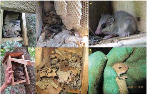 Figure 1. Three nests categories according to the activity of Marmosa simonsi inside the nest box. A, B) Rearing nest, C, D) Permanent resting nest. Note the abandoned wasp nests inside the nest box, those did not seem to stop the opossum from using the box. E) Transient refuge. F) Examining a Rhipidomys latimanus found inside a nest box.