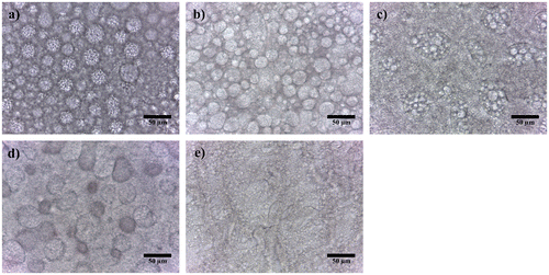 Figure 2. Bright field micrographs of the hydrogels. (a) HM1, (b) HM2, (c) HM3, (d) HM4, and (e) HM5.