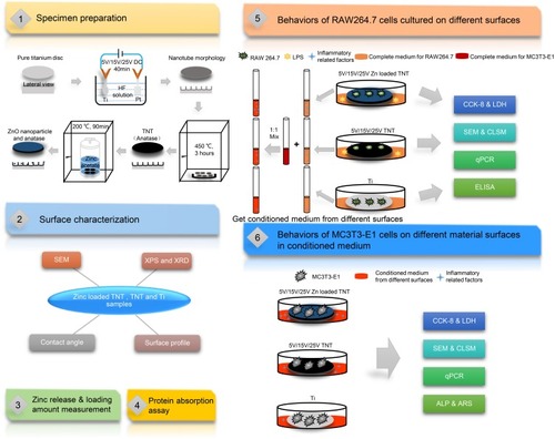 Figure 1 Flow diagram of the experiment.Abbreviations: Ti, titanium; DC, direct current; HF, hydrofluoric acid; TNT, TiO2 nanotube; Zn, zinc; ZnO, zinc oxide; SEM, scanning electron microscopy; XPS, X-ray photoelectron spectroscopy; XRD, X-ray diffraction; LPS, lipopolysaccharides; CCK-8, cell counting kit-8 assay; LDH, lactate dehydrogenase assay; CLSM, confocal laser scanning microscopy; qPCR, quantitative real-time polymerase chain reaction; ELISA, enzyme-linked immunosorbent assay; ALP, alkaline phosphatase assay; ARS, Alizarin red S assay.