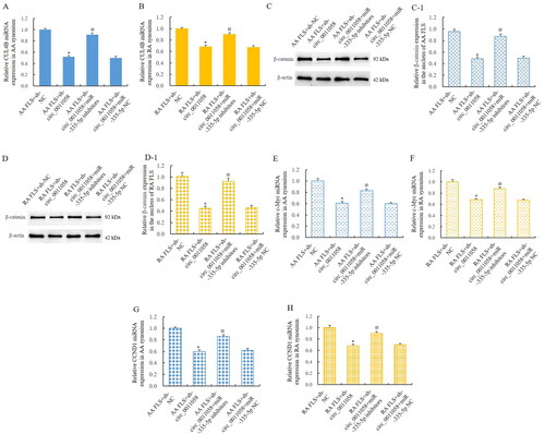 Figure 5. MiR-335-5p mediated the effect of circ_0011058 on CUL4B and canonical Wnt signalling pathway.RT-qPCR showed that sh-circ_0011058 inhibited CUL4B expression in AA FLS (A) and RA FLS (B), and miR-335-5p inhibitors reversed these effects. WB showed that sh-circ_0011058 inhibited the expression of β-catenin in the nuclei of AA FLS (C) and RA FLS (D), and miR-335-5p inhibitors reversed. (C-1) Quantitative results of β-catenin in AA FLS. (D-1) Quantitative results of β-catenin in RA FLS. (E and F) Sh-circ_0011058 inhibited c-Myc expression, and miR-335-5p inhibitors could reverse them. (G and H) Sh-circ_0011058 inhibited CCND1 expression and miR-335-5p inhibitors reversed. *The mean of group 2 vs the mean of group 1, # group 3 mean vs group 2 mean (from left to right), n = 3.