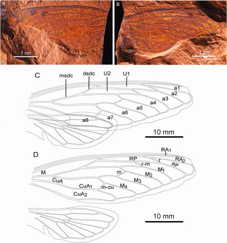 Figure 2. Forewing and hind wing of Burbungoides gulgongensis sp. nov. (F.147105). A, Part. B, Counterpart. C, Wing venation as on the fossil. D, Wing venation with forewing and hind wing separated.