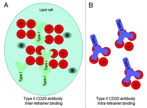 Figure 2. Hypothetical model for the 2:1 binding ratio of Type I and Type II CD20 antibodies binding to CD20 (tetramers, depicted in red). An explanation to explain the 2:1 binding stoichiometry between Type I and Type II CD20 antibodies is to assume that A) Type I antibodies bind between CD20 tetramer (inter-tetramer, depicted in red) resulting in accumulation in lipid rafts together with FcγRIIb (gray oval). In contrast, as Type II antibodies may bind within one tetramer (intra-tetramer).