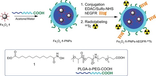 Figure 1 Schematic representation of all the major steps for synthesis of Fe3O4-1-PNPs-hEGFR-99m Tc. Structures of the ligand ethyl 12-(hydroxyamino)-12-oxododecanoate 1 and PLGA-b-PEG-COOH copolymer are reported in the blue frame.Abbreviations: PLGA, poly(D,L-lactide-co-glycolide); hEGFR, human epidermal growth factor receptor; PNPs, polymeric nanoparticles; PEG, poly(ethylene glycol).
