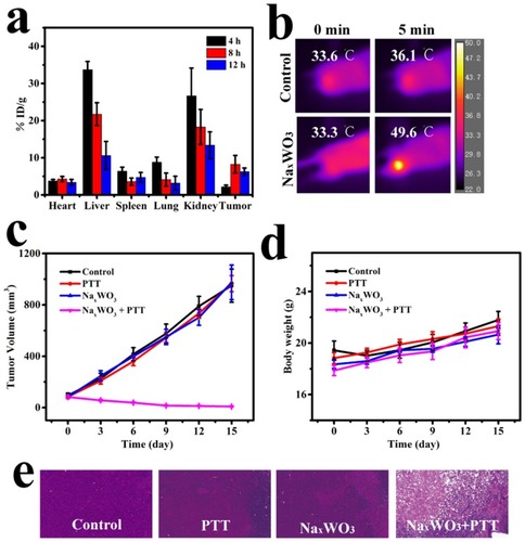 Figure 4 (A) Biodistribution profile of NaxWO3 nanoparticles in 4T1 tumor-bearing mice at various time intervals (4, 8, and 12 hrs) after the i.v. injection of NaxWO3 nanoparticles, as determined by measuring W in homogenized tissue solutions (n=3, mean ± s.d.). (B) Representative thermal images of bilateral 4T1 tumor-bearing mice that were irradiated with a 980 nm-wavelength laser (1.5 W cm/2) 8 hrs after injection with saline or NaxWO3 nanoparticles (20 mg/kg). (C) Time-dependent change of relative tumor volume after various treatments (n=5, mean ± s.d.). (D) Time-dependent change of mice body weight after various treatments (n=5, mean ± s.d.). (E) Representative images of H&E-stained tumor sections of various groups (control, control + 980 nm-wavelength laser, NaxWO3, NaxWO3 980 nm-wavelength laser).Abbreviation: PTT, photothermal therapy.