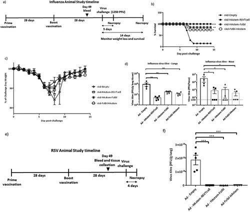 Figure 5. Intranasal immunization with the vaccine constructs provide significant protection against influenza and RSV challenge. (a) Schematic diagram of the immunization, influenza A challenge and necropsy timeline at a challenge dose of 1250 PFU/mouse. (b–d) BALB/c mice were vaccinated intranasally in a prime/boost regimen, 4-weeks apart, with the rAd vaccines and challenged intranasally with 1250 PFU/mouse of influenza A. (b) Survival (n = 7 or 8) is shown. Median survival time since day of challenge – Ad-empty: 7 days, all vaccinated groups: > 14 days. *p < 0.05, **p < 0.01, ***p < 0.001, log-rank test. (c) Weight loss data is shown. Data shown is mean ± SEM. (d) Virus titre from infected lungs and nose collected 5 days post-challenge were determine by plaque assay (n = 4 or 5). Data shown is mean ± SEM. The dotted line denotes the limit of detection (LOD) of the assay. *p < 0.05, **p < 0.01, ***p < 0.001 (two-way ANOVA (Tukey's post hoc test) (c), one-way ANOVA (Dunnet's post hoc test) for lung viral titers and Kruskal-Wallis (non-parametric) test for the Nose viral titers (d). (e) Schematic diagram of the immunization, RSV-A2 challenge and necropsy timeline. (f) BALB/c mice were vaccinated intranasally in a prime/boost regimen, 4-weeks apart, with the rAd vaccines and challenged intranasally with RSV-A2. Virus titre from infected lungs collected 4 days post-challenge were determine by plaque assay (n = 5). Data shown is mean ± SEM. ***p < 0.001.one-way ANOVA (Dunnet's post hoc test).