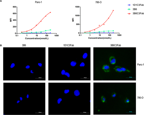 Figure 5 Cell-binding and IgG-recruiting assays. (A) FCM detecting the MFI signals of cells treated with different concentrations of Nbs and mouse IgG. 1D1-C3Fab and 3B6 was used as negative control. (B) Immunofluorescence images of indicated cells treated with the Nbs 3B6, 1D1-C3Fab and 3B6C3Fab (scale bar =100 μm).