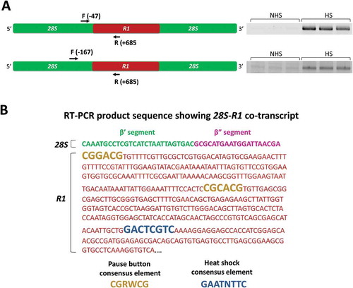 Figure 4. Read-through transcription from 28S into R1 elements upon heat shock. (A) Read-through transcription was shown by semi-quantitative RT-PCRs using two separate forward primers at positions −47 and −167 in upstream 28S sequences to amplify first strand cDNAs prepared using a reverse primer at position +685 within R1. (B) Sequence analysis of the RT-PCR products displayed in Figure 4(a) showed the 28S rDNA sequences β’ (green) and β” (purple) directly upstream of R1 elements [see [Citation27]]. The complete 5ʹ end of R1 is shown in red with two putative pause buttons in yellow and a heat shock element in blue. Consensus sequences for the pause button [Citation30] and the heat shock element [Citation31] are provided for comparison. R represents a purine (A or G), and W represents a weaker hydrogen-bonding base (A or T).