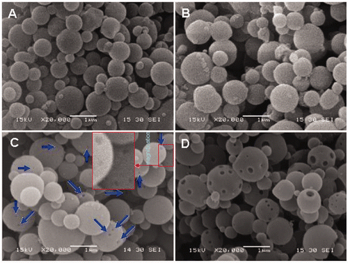 Figure 1. Effect of Fe3O4 concentration on the morphologies of magnetic nanospheres. The concentrations of Fe3O4 nanoparticles in the precursor for spray-drying were as follows: (A) 0, (B) 0.325, (C) 0.65 and (D) 1.95 mg/mL.