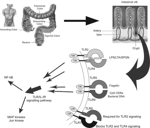 Figure 1 Schematic representation of molecular toll-like receptors (TLRs) of the human gastrointestinal (GI) tract which act as sensors and are the first responders in the major pathway by which the immune system detects infection or damaged tissue. Their biological function makes them attractive targets for designing various biotherapeutic molecules for such disorders as inflammation, infections, autoimmunity, allergies and cancer.