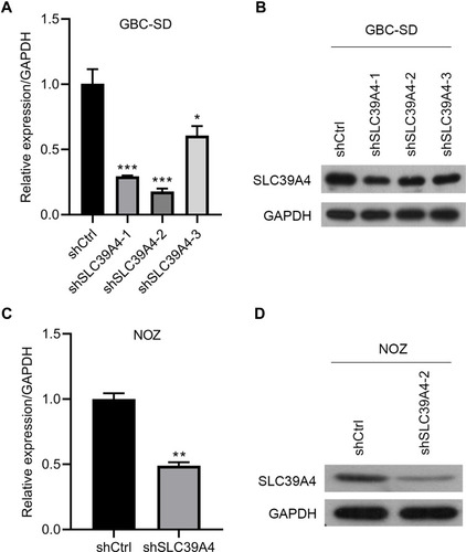 Figure 1 Establishment of SLC39A4 stably knocked-down cell lines in GBC-SD cells and NOZ cells. (A and B) Knockdown efficiency of three shSLC39A4s was evaluated in GBC-SD cells by real-time RT-qPCR (A) and Western blotting (B) and shSLC39A4-2 was selected to carry out subsequent experiments. (C and D) Confirmation of SLC39A4 expression in NOZ shSLC39A4-2 (NOZ/shSLC39A4-2) and control (NOZ/shCtrl) cells by real-time RT-qPCR (C) and Western blotting (D). The results of real-time RT-qPCR are the mean ± SD (unpaired t-test). *p < 0.05, **p < 0.01, ***p < 0.001, compared with NOZ/shCtrl or GBC-SD/shCtrl.