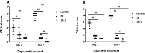 Figure 4 Clinical signs of inflammatory response in control group, SI group and SMS group. Mean anterior chamber fibrin scores (A) and mean vitreous opacity scores (B) were assessed on post-treatment days 3 and 7 (n=8). #P<0.05, ##P<0.01.