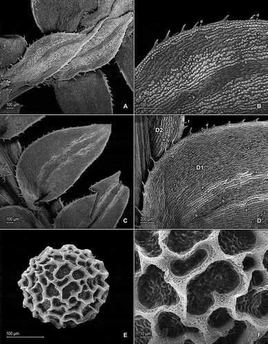 Figure 1. Selaginella germinans Valdespino & C. López. A. Section of upper surface of stem branch showing median and lateral leaves. B. Close-up of median leaf from main stem, upper surface; note, elongate and papillate idioblasts on both sides of the midrib (a), stomata along midrib (b) and on submarginal portion of lamina (c), and marginal, elongate and papillate idioblasts (d). C. Section of lower surface of main stem showing lateral leaves and portion of outer halves of median leaves. D. Close-up of proximal-acroscopic portion of lateral leaf (D1) and outer halve of median leaves (D2), lower surfaces; note, elongate and papillate idioblasts on both sides of the midrib (a), stomata along midrib (b) and on submarginal to submedial portions of lamina (c), and marginal, elongate and papillate idioblasts (d) on lateral leaf and submarginal stomata (e) and marginal, elongate and papillate idioblasts (f) on outer halve of median leaf. E. Megaspore, distal face; note close reticulate sculpturing pattern with high muri. F. Close-up of megaspore, distal face (same megaspore as in E); note high muri with perforate, sponge-like microstructure and rugulate and perforate microstructure on each reticulum lumen. A–F taken from holotype, Anderson et al. 7435 (holotype: NY).