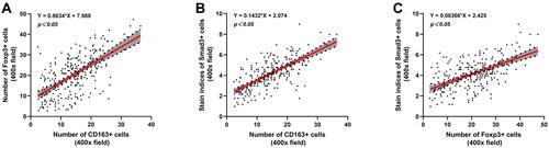 Figure 4 Correlation analysis among CD163, Foxp3 and Smad3 in CRC. The linear correlation model is shown with a red line. Corresponding 95% confidence intervals (CI) are shown with the gray area. (A) Correlation between the number of CD163+ cells and Foxp3+ cells. (B) Correlation between the number of CD163+ cells and the staining indices of Smad3+ cells. (C) Correlation between the number of Foxp3+ cells and the staining indices of Smad3+ cells.