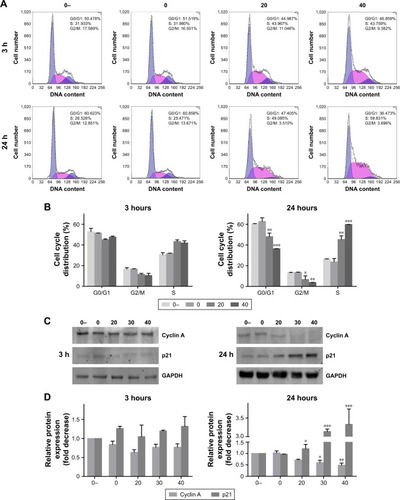 Figure 3 Au–Ag@PDA NPs induced S phase arrest and modulated key cell cycle regulators. The T24 cells were treated with different concentrations of Au–Ag@PDA NPs at 3 and 24 hours after laser irradiation with 1 W/cm2 for 4 minutes (0-: 0 µg+no laser, 0: 0 µg+laser, 20: 20 µg+laser, 30: 30 µg+laser, 40: 40 µg+laser).Notes: (A) Cell cycle distribution determined by FCM. (B) Time- and dose-dependent cell cycle arresting effect of Au–Ag@PDA NPs. (C) Expression levels of cell cycle-regulating proteins detected by Western blot. GAPDH was used to normalize protein levels. (D) Quantification of cyclin A and p21 protein levels compared with the 0- control group (mean±SD; n=3). *P<0.05, **P<0.01, ***P<0.001 vs 0 group.Abbreviations: FCM, flow cytometry; NPs, nanoparticles; PDA, polydopamine.