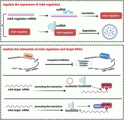 Figure 3. The regulation of m6A modification by ncRNAs in CRC