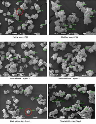 Figure 4. Size, surface, and shape of NS and MS.