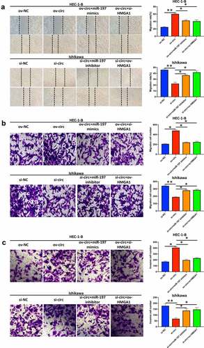 Figure 8. Hsa_circ_0039569 regulated the migration and invasion of endometrial carcinoma cells via the miR-197/HMGA1 axis. Hsa_circ_0039569 was overexpressed in HEC-1-B cells with miR-197 mimics or HMGA1 knockdown. Hsa_circ_0039569 was knocked down in Ishikawa cells overexpressing miR-197 inhibitor or HMGA1. (a and b) Cell migrative ability was assessed by wound healing (a) and Transwell (b) assays. (c) Cell invasive ability was assessed by Transwell assay. * denoted P < 0.05, ** denoted P < 0.01.