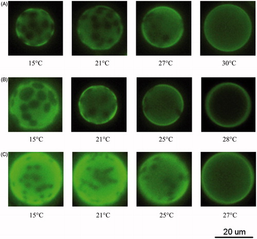 Figure 4. Fluorescence image as a function of temperature for GUVs of (A) 30:70 POPC/DPPC; (B) 50:50 POPC/DPPC; (C) 70:30 POPC/DPPC. Each sample contains 1 mol% C6-NBD-PC.