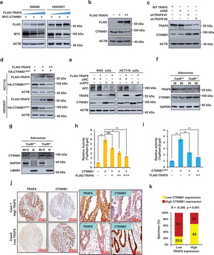 Figure 2. TRAF6 inhibits CTNNB1 signaling through APC-independent pathway. (a) Exogenous CTNNB1 protein levels were determined by western blotting in SW480 or HEK293T cells with increasing amounts of TRAF6. (b,c) Western blotting of endogenous CTNNB1 protein levels in HCT116 cells with increasing amounts of TRAF6 (B) and SW480 cells stably expressing control or TRAF6-specific shRNA (c). (d) Western blot showing the expression of CTNNB1S33Y in HCT116 or HEK293T cells co-expressing TRAF6 and CTNNB1S33Y. (e) Western blotting of endogenous CTNNB1 in RKO or HCT116 cells that transiently express control or APC-specific siRNA. (f) Western blotting of TRAF6 and CTNNB1 in the lysates from intestinal adenomas of Traf6+/+ and Traf6+/- mice. (g) Subcellular fractionation analysis of CTNNB1 expression in the lysates from intestinal adenomas of Traf6+/+ and Traf6+/- mice. Immunoblots of GAPDH and LMNB1 (lamin B1) served as controls for the purity of membranous and cytoplasmic (M + C) and nuclear (N) fractions, respectively. (h,i) Luciferase reporter assay for measuring TOP-Flash reporter activity in HCT116 cells co-expressing TRAF6 and CTNNB1 (h) or SW480 cells co-expressing TRAF6 and CTNNB1S33Y (i). (j,k) IHC analysis of TRAF6 and CTNNB1 in 78 cases of human CRC tissues. Representative images of IHC (j) and spearman correlation analysis between TRAF6 and CTNNB1 (k) are shown.