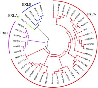 Figure 1. Phylogenetic tree of MtEXP genes in M. truncatula.