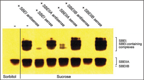 Figure 1 Zymogram of starch branching enzyme (SBE) activities. Barley leaves were incubated in sorbitol or sucrose with sense or antisense SBE ODNs followed by SBE zymogram analysis.Citation17 Antisense and corresponding sense ODNsCitation10 were constructed as follows. SBEI (NCBI Accession number AY304541), nt 15–32; SBEIIA (NCBI Accession number AF064560), nt 1–18; SBEIIB (NCBI Accession number AF064561, nt 116–133.