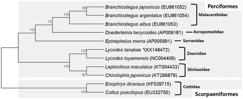 Figure 1. A maximum parsimony (MP) tree using coding genes of complete mitochondrial genomes of L. tanakae and 10 species belonging to order Perciformes as well as 2 species belonging to order Scorpaeniformes. The complete mitogenomes were downloaded from GenBank (accession number shown after the scientific name of each species). The phylogenetic tree was constructed with MEGA 6 using 1000 bootstrap replicates.