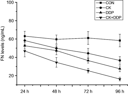 Figure 5. Effect of CK combined with DDP on the FN levels in MCF-7 cells. MCF-7 cells were treated with CK, DDP, and CK + DDP for 24, 48, 72, and 96 h. Then the FN levels were evaluated by ELISA assay. Each value is presented as mean ± SD (n = 3).