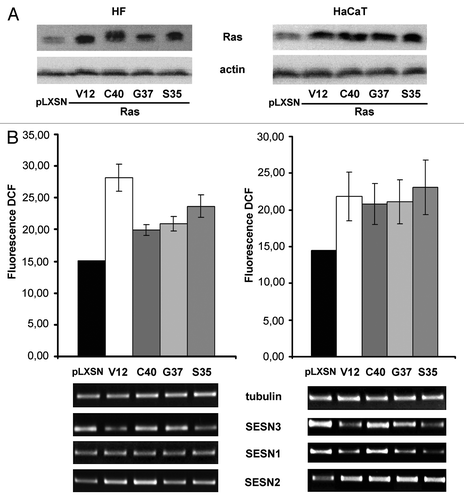 Figure 1. Effects of transduction of various Ras mutants on Ras content, ROS level as determined by DCF fluorescence and sestrins genes expression in HF and HaCaT cell cultures. (A) Western blot analysis of Ras content; actin protein was analyzed as loading control. (B) Upper panel: average indices of total DCF fluorescence of 104 cells (in each case summarized data of three independent experiments are shown). HF (left) and HaCaT (right) cell sublines and cell cultures were analyzed 11–15 d after introduction of corresponding retroviral pLXSN-neo vectors. At the bottom, RT-PCR of SESN1, SESN2 and SESN3 mRNAs in HaCaT and HF expressing various Ras mutants for 11–15 d; tubulin mRNA was analyzed as loading control.