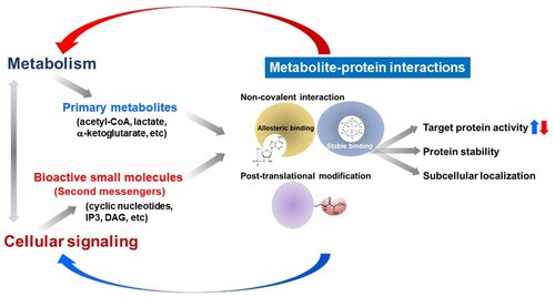 Figure 1. Biological actions of endogenous small molecules in the control of cellular signaling and metabolism via metabolite-protein interactions.