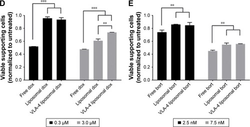 Figure 6 Free and liposomal chemotherapy tested in the 3D myeloma–BM model.Notes: (A) Confocal overview pictures showing 3D cocultures 48 hours after treatment. MSCs, EPCs, and myeloma cells were visualized staining f-actin (phalloidin, red). The border of each plug is indicated by a white dashed circle. The insertion site of each culture is indicated by a dotted white circle. The scale bars represent 1,000 µm. Cultures were treated with doxorubicin (six left images) or bortezomib (six right images) both with free drug, untargeted liposomes, and VLA-4 targeted liposomes (both ~75 nm). Controls were taken along with no treatments or sham treatments (PBS or empty liposomes). (B) Quantification of viable myeloma cells, 48 hours after doxorubicin treatment and (C) bortezomib treatment. (D) Quantification of viable supporting cells, 48 hours after doxorubicin treatment and (E) bortezomib treatment. Data are presented as mean ± SD (n=3). **P<0.01, ***P<0.001.Abbreviations: EPCs, endothelial progenitor cells; MSCs, mesenchymal stromal cells; VLA-4, very late antigen-4.