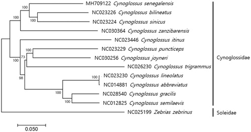Figure 1. Phylogenetic tree of Cynoglossus senegalensis. Phylogenetic tree of complete genome was constructed by MEGA7 software with Minimum Evolution (ME) algorithm with 1000 bootstrap replications. GenBank Accession numbers were shown followed by each scientific name. The sequence data for phylogenetic analyses used in this study were as follows: Cynoglossus senegalensi (MH709122), C. bilineatus (NC023226), C. sinicus (NC023224), C. zanzibarensis (NC030364), C. itinus (NC023446), C. puncticeps (NC023229), C. joyneri (NC030256), C. trigrammus (NC026230), C. lineolatus (NC023230), C. abbreviatus (NC014881), C. gracilis (NC028540), C. semilaevis (NC012825), and Zebrias zebrinus (NC025199) as outgroup from Family Soleidae.