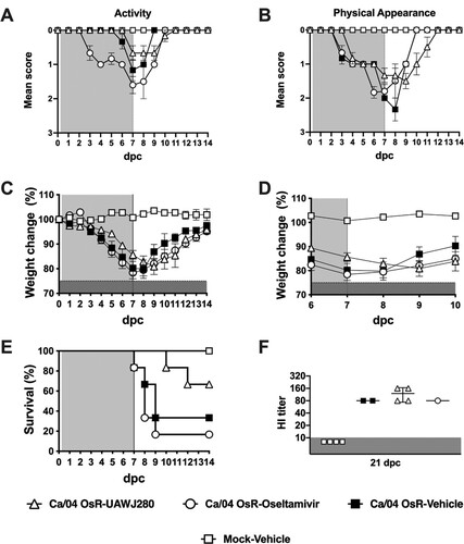 Figure 8. Evaluation of the efficacy of UAWJ280 against an oseltamivir-resistant IAV strain in the mice model. Mice were inoculated with 5xMLD50 of Ca/04 oseltamivir-resistant strain (Ca/04 OsR) and treated with drug vehicle, UAWJ280 (100 mg/kg per dose) and oseltamivir (5 mg/kg per dose) through intraperitoneal injection 4 h post-challenge and continue for 7 days, twice a day (cyan shedding). Clinical signs related to (A) activity, (B) physical appearance, (C-D) weight change and (E) survival were evaluated among the different groups. (F) Sera was recovered at 21 dpc and the levels of neutralizing antibodies in each group was assessed using HI assay.