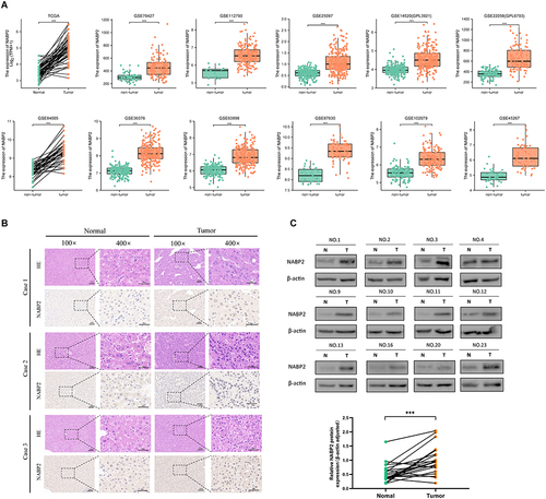 Figure 2 Confirmation of the high expression of NABP2 in hepatocellular carcinoma. (A) Expression of NABP2 in HCC and paired normal tissues from TCGA and datasets from the GEO database, including GSE76427, GSE112790, GSE25097, GSE14520 (GPL3921), GSE22058 (GPL6793), GSE36376, GSE63898, GSE84005, GSE87630, GSE102079, and GSE45267. (B) Immunohistochemistry (IHC) images for verifying the protein expression of NABP2 in HCC and normal tissues from the Human Protein Atlas. (C) Western blot for validating the different protein expression of NABP2 between liver cancer tissues and paired adjacent normal tissues. (*p value < 0.05; **p value < 0.01; ***p value < 0.001).