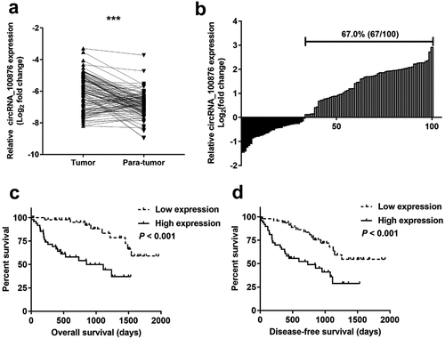 Figure 1. CircRNA_100876 expression in CRC tissues, and correlation analyzes with post-operative survival. (a) CircRNA_100876 expression was significantly higher in CRC tissues than in adjacent normal tissues. (b) CircRNA_100876 expression was upregulated in 67% (67/100) of patients with CRC. (c) Correlation between circRNA_100876 expression and post-operative overall survival. (d) Correlation between circRNA_100876 expression and post-operative recurrence-free survival. All experiments were repeated at least three times. *** P < .001.