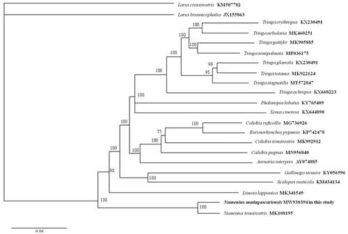 Figure 1. Phylogeny of Numenius madagascariensis and closely related 19 mitochondrial sequences constructed using the maximum-likelihood (ML) method by analyzing mitochondrial complete genome. Numbers above each branch are the ML bootstrap support.