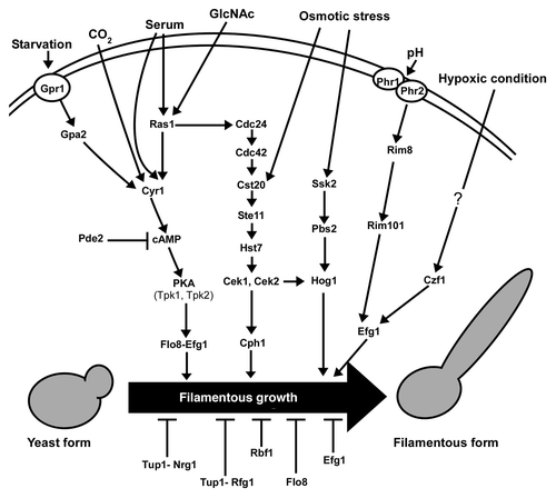 Figure 1. Regulation of filamentous growth in C. albicans by multiple environmental cues and signal transduction pathways. The external inducers may function on the cell surface receptors or enter into the cell and directly bind the filamentous growth regulators. The transcription factors Flo8, Efg1 and Cph1 play a central role in the regulation of phenotypic transitions. Multiple signaling pathways converge on the three regulators. The cAMP/PKA pathway and its downstream regulators Flo8 and Efg1 can also play a negative role in filamentous development under embedded growth conditions. The general transcriptional repressor Tup1 is recruited by DNA-binding proteins Nrg1 and Rfg1 and targets on the promoters of hypha-specific genes.
