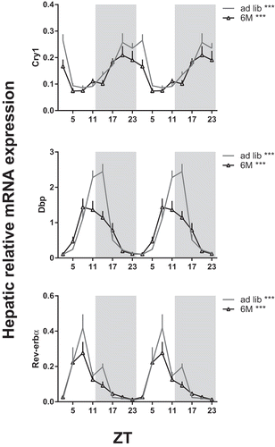Figure 6. Effect of a 6 meals-a-day feeding schedule on daily hepatic mRNA expression of clock genes. Rats were fed a chow diet with food available every 4 h for 11–12 min (6M, open triangles) or 24 h ad lib (grey line) for 6 weeks. Gene expression is given relative to the geometric mean of three reference genes. Grey background indicates the dark period and time is given as ZT. Asterisks indicate if expression rhythm was significantly circadian as tested by JTK software (Supplemental Table S1), *p < 0.05, *** p < 0.001. Cry: cryptochrome; Dbp: albumin D-box binding protein; Rev-erbα: reverse viral erythroblastosis oncogene product α.